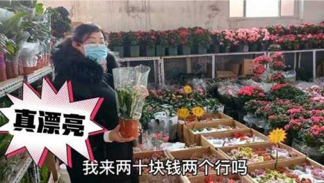 逛北京南四环最大花卉批发市场,这里花开的真漂亮,价格还便宜