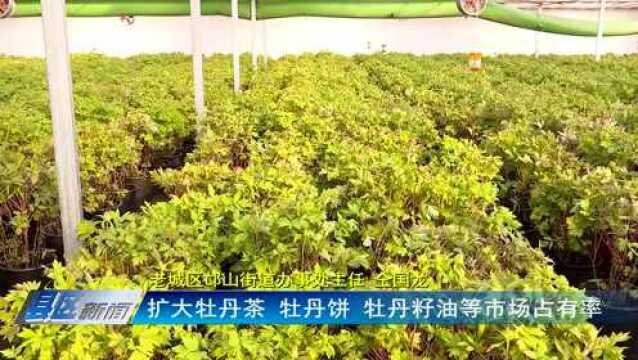 老城区:催花牡丹激活“花经济” 助推牡丹产业发展