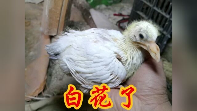 哪只小鸽子好点?农村小伙的鸽子繁殖出来了,白的鼻子比较大#看点优质作者定向邀约 #养殖 #萌新UP