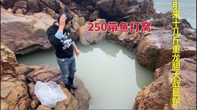 250带鱼打窝 引来十几斤龙胆大战巨鲈 海蛇凶狠无比 卖了大赚20倍