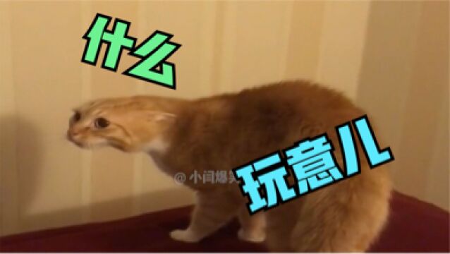 猫:我惊讶起来,连我自己都惊讶#搞笑配音#搞笑动物配音#小闫爆笑动物