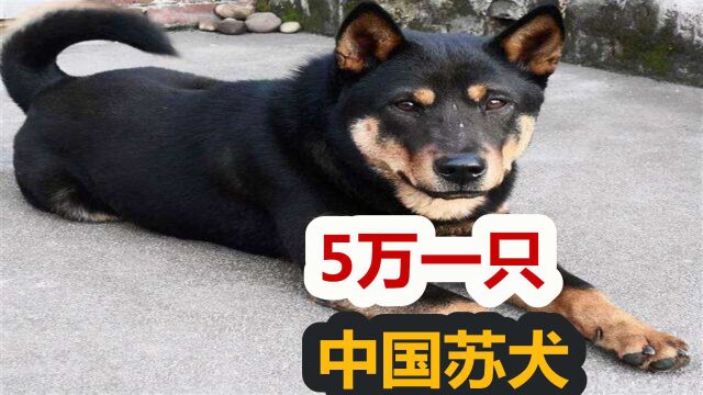 5万一只,被人遗忘的四眼田园犬,中国苏犬在日本卖出高价