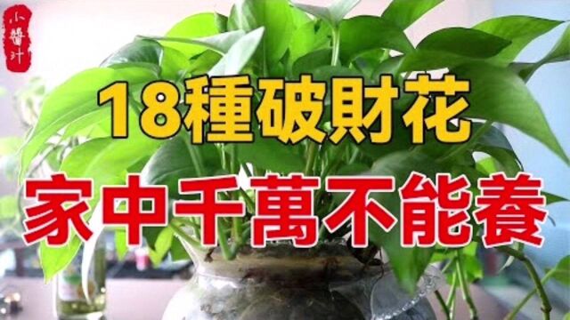 居家风水:18种“破财花”,家中切记不要养,躲避“霉运”找上门!