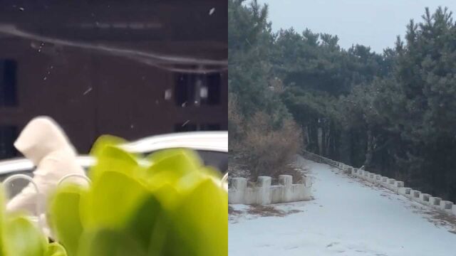 北京3月下雪了!实拍:雪花飞扬缓缓飘落 春日绿地添上薄白