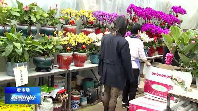 【看市场】花卉市场消费升温 品种选购有技巧