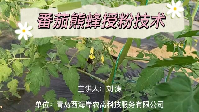 番茄熊蜂授粉技术