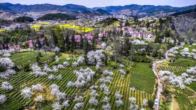 福泉市牛滚凼茶山真漂亮