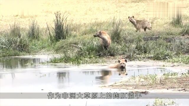 真正的东北虎到底有多大?和饲养员对比一下,你就知道了