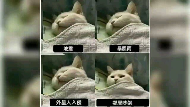 终于收集齐了.#趣图 #猫猫狗狗