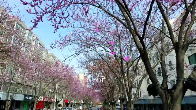 清明打卡好风景!河南最全“赏花地图”来了