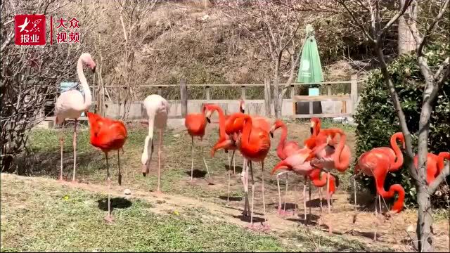 青岛也能看到火烈鸟家族“颜值天花板”大红鹳了