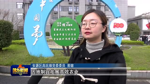 高坑镇:做活“绿色产业” 推进乡村振兴