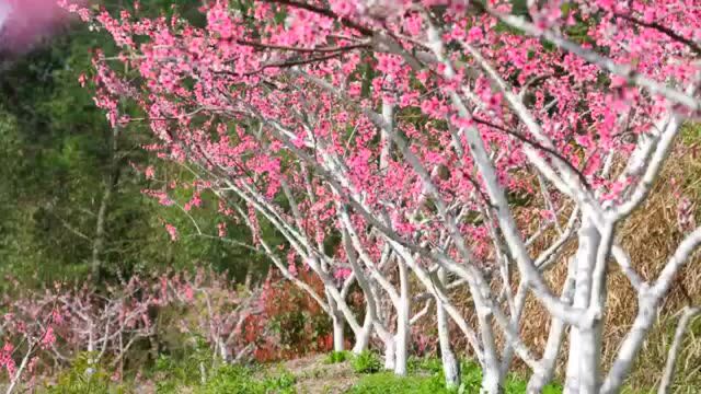 桃花灼灼映茶山,临安於潜光明农场的“共富”春天很美