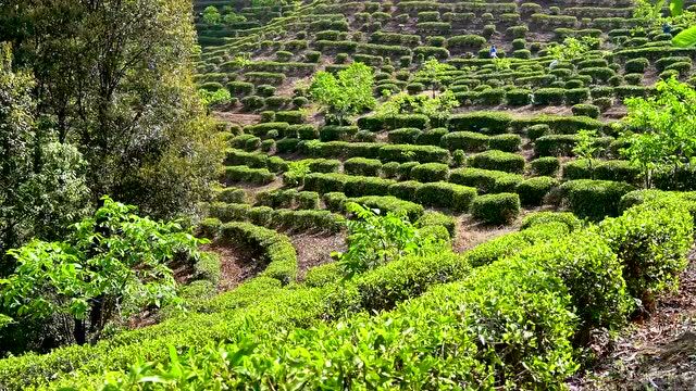 乡村振兴丨春山半是茶,世外“茶”源托起乡村振兴梦