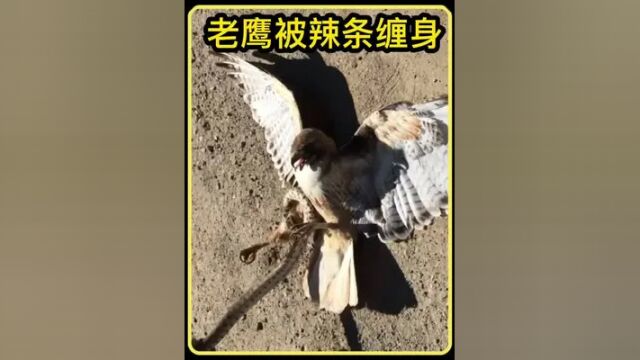 老鹰抓蛇就像手撕辣条#老鹰捕食 #老鹰与蛇 #动物世界