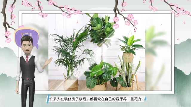 6种“大型花”,往客厅一摆,客人来了走不动道,实在是太霸气了