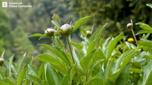 诸暨:挖掘林下空间资源,破解浙农致富密码