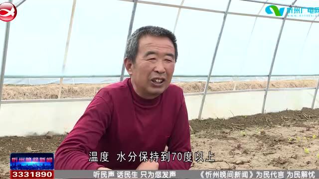 《奋进新征程 建功新时代》专栏报道 忻府区:红薯育苗正当时 春耕备耕不停歇