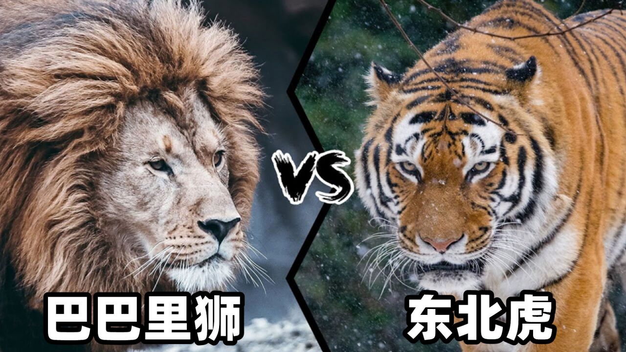 东北虎vs巴巴里狮,谁才是曾经的猫科一哥?