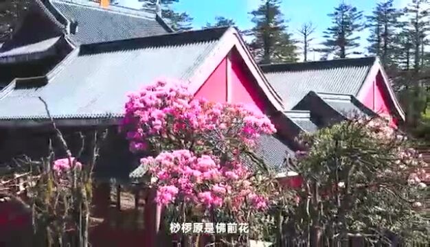 重磅优惠发布!峨眉山的佛国花海,你不容错过