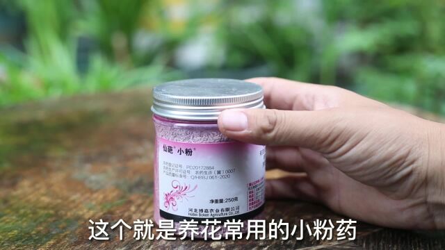 养花除虫除菌容易弄混?园艺师教你,除菌一定要使用噻呋酰胺