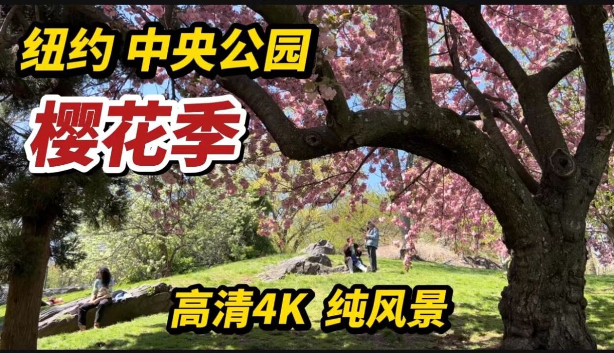 纽约中央公园,樱花季,4K高清,纯风景,四月尾巴,不看要等一年