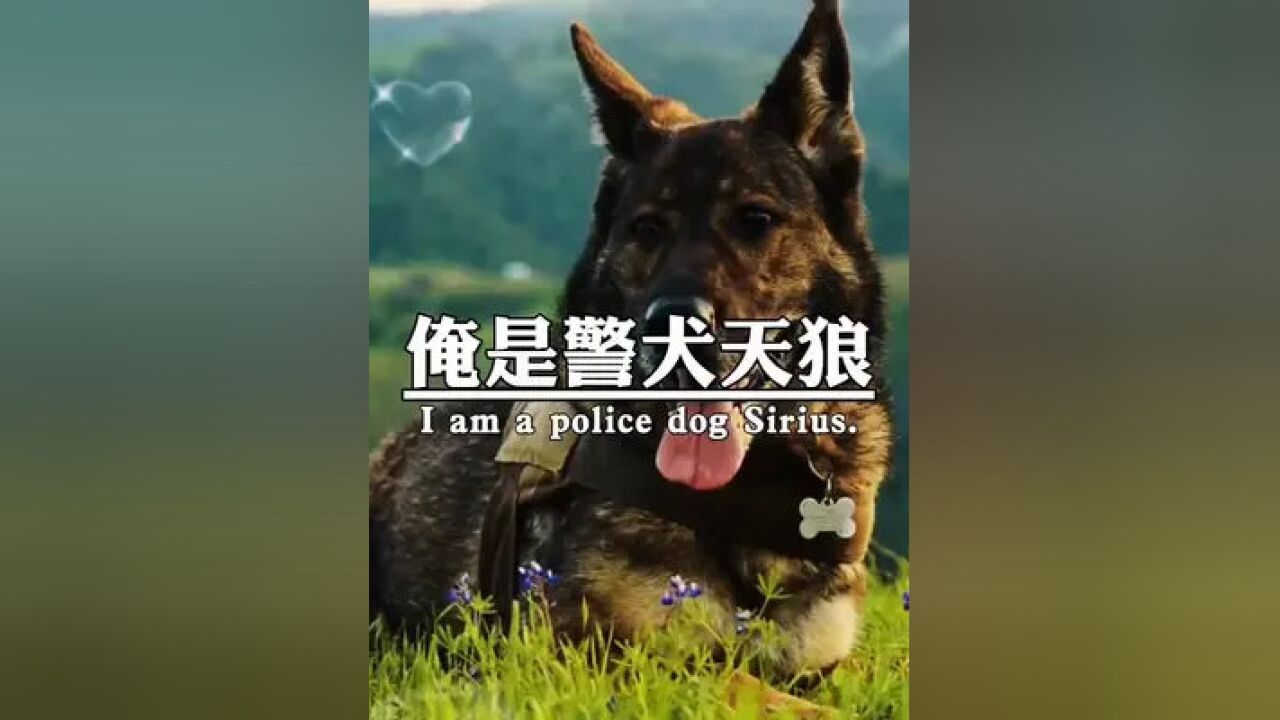 哼你们终于刷到俺了,俺是警犬天狼,你们都喜欢警犬闪电,没有人会喜欢