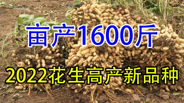 2022首先这5个花生高产新品种,亩产8501650斤,你想种哪个