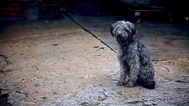 萌宠 狗狗淋雨素材