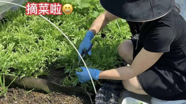 小小楼顶菜园 一年四季有机蔬菜采摘不完 自己种的新鲜又健康