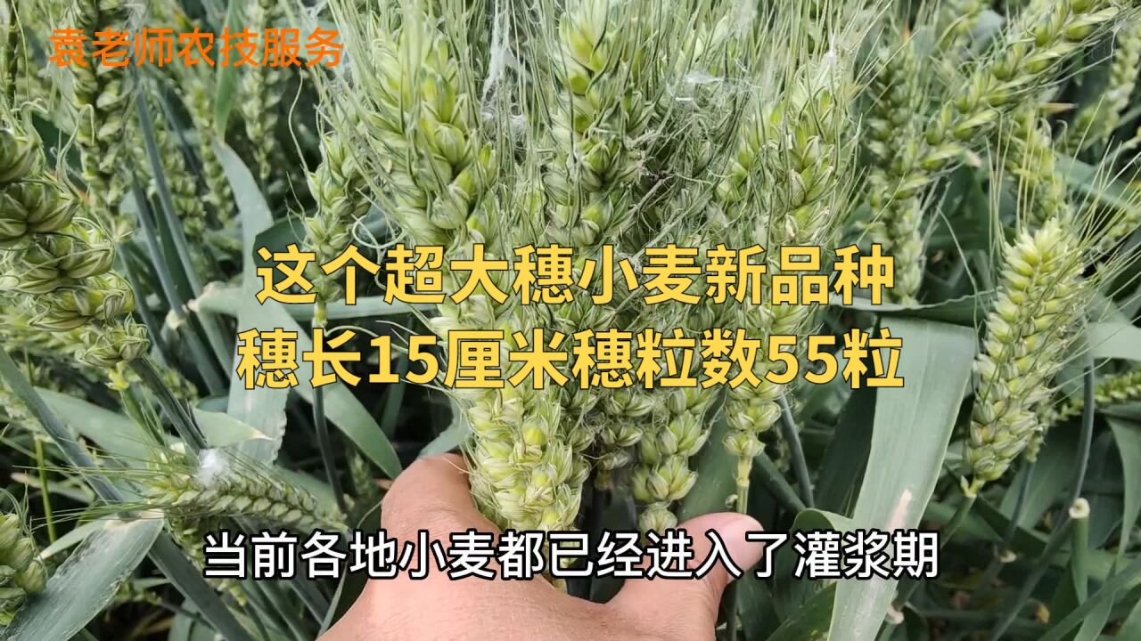 这个超大穗小麦新品种,穗长15厘米穗粒数55粒,最高亩产1500斤