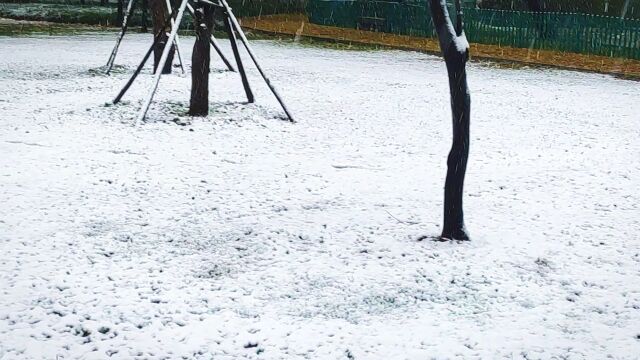 雪中美景视频:大雪纷飞中的草坪,白雪覆盖大树枝头