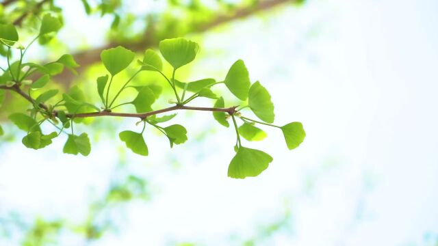 夏日唯美风景