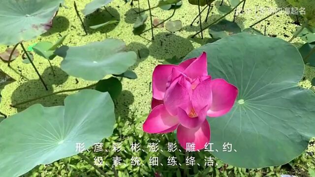 兔宝宝起名改名宜用字偏旁部首专业起名.