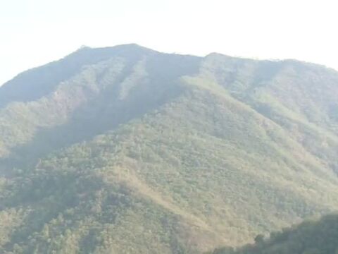 云南糯扎渡保护区20多年来首现蜂猴