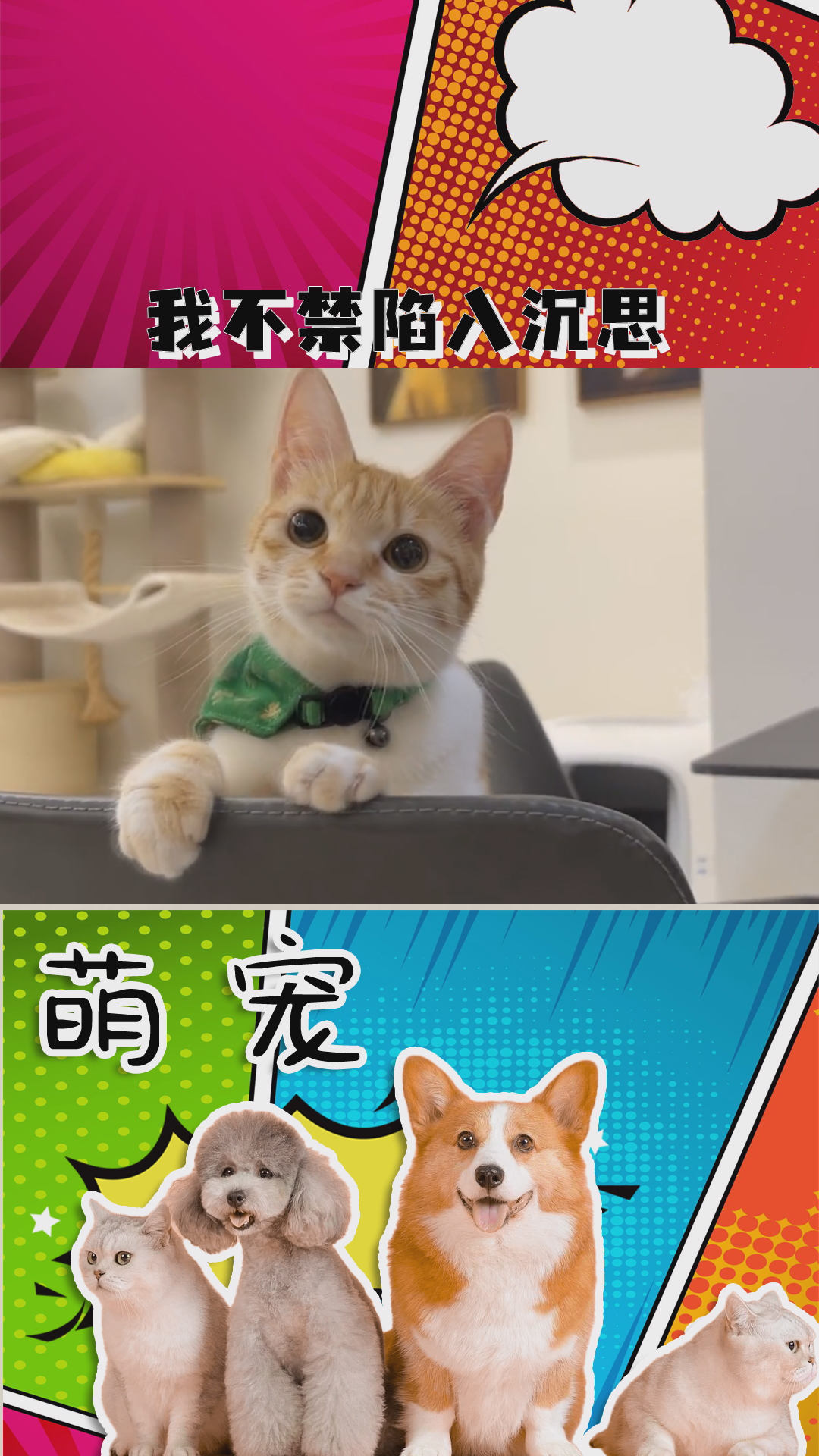 我不禁陷入沉思,难道猫咪也不喜欢摆烂猫?