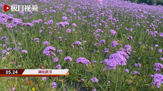 【视频】14公顷紫色花朵蔓延,九峰一路花海本月盛放迎宾