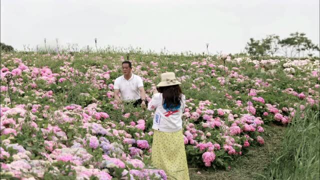 “花”点时间看昆明|打翻初夏的调色盘!绣球花开满昆明斗南湿地公园