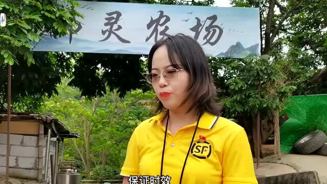 【视频】东莞寮步:退伍军人回乡创业,百亩荔林带动农民增收