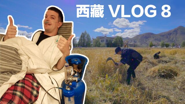 英国小哥的西藏vlog 海拔4100米收青稞 撒贝宁吸氧get