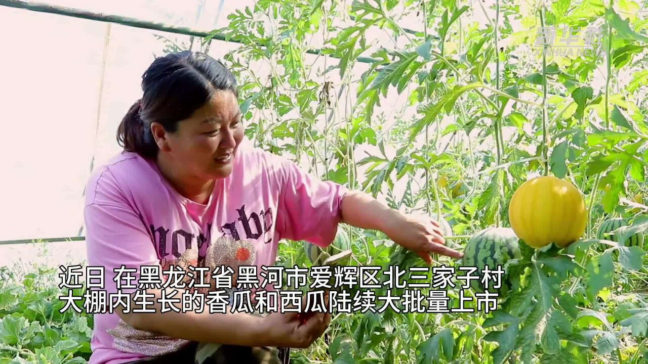 黑龙江黑河:瓜果飘香 “云端”热卖