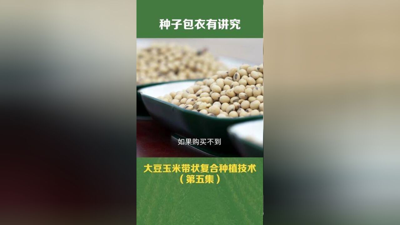 大豆玉米带状复合种植技术:种子包衣有讲究