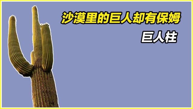 巨人柱竟然有保姆,24小时贴身保护,怪不得长这么大