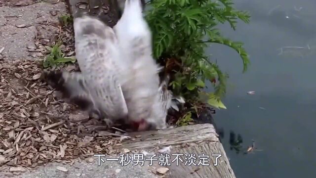 黄鼠狼有多邪门?摄影师拍下它的捕猎过程,看完无法淡定