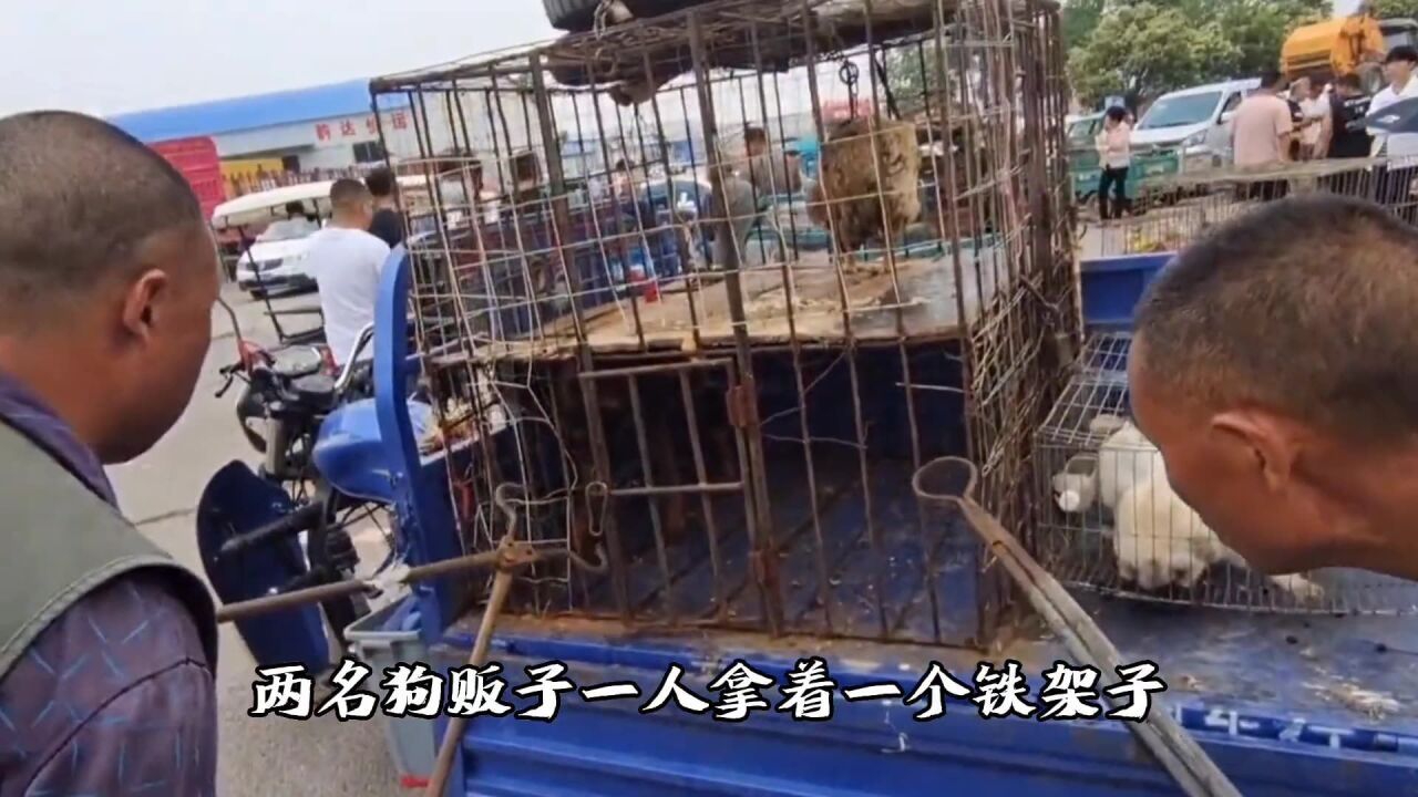 恶犬被二次贩卖,同时对抗两个铁夹子,被夹住狗脖后空翻扔出狗笼