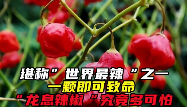 堪称“世界最辣“之一,一颗即可致命,“龙息辣椒“究竟多可怕?