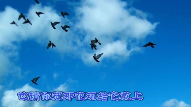 世界名曲《鸽子》中文版,美醉了