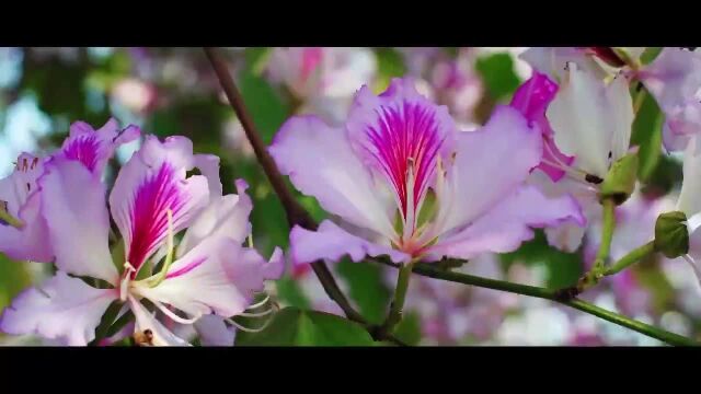 《紫荆花盛开》MV上线!一起祝福香港如紫荆花般绽放