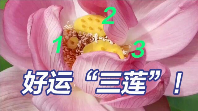 好运“三莲”!浙江现罕见三雌莲