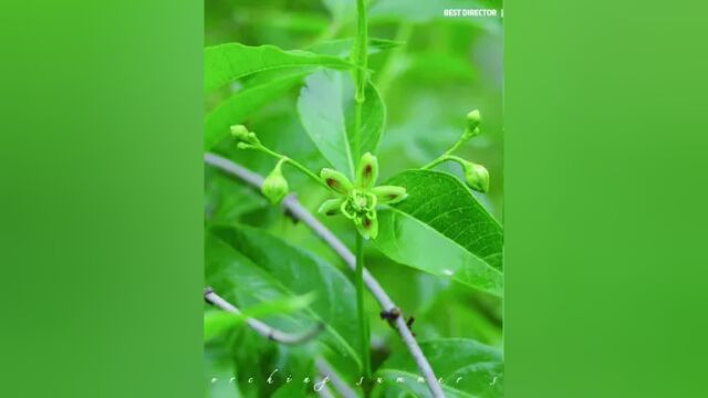 魅力中草药每日一药之香加皮,全景展示药材从田间到药房的生命历程!药为医之魂,药材好、药才好! 别名:臭槐、羊奶条、羊角槐